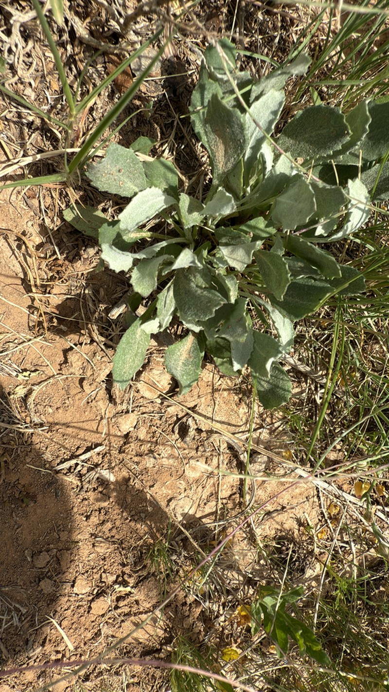 New Mexico Groundsel photo 2