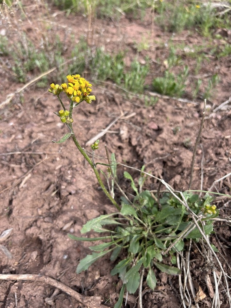 New Mexico Groundsel photo 3