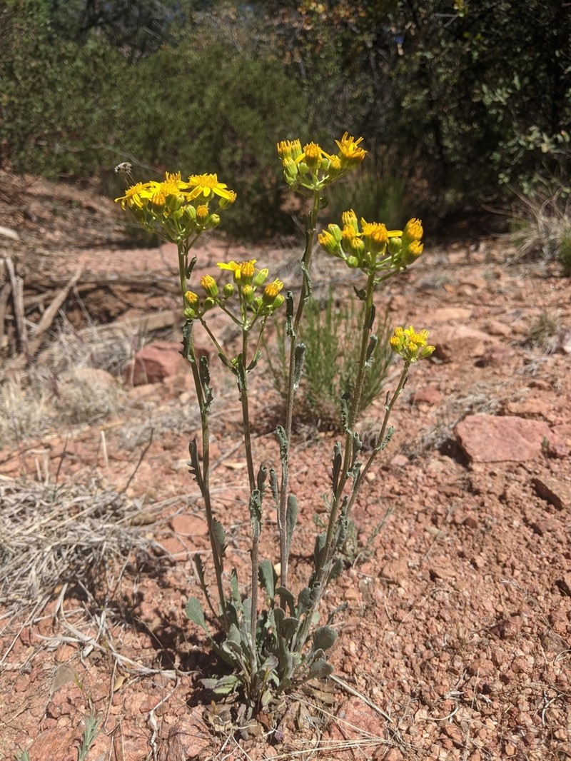 New Mexico Groundsel photo 4