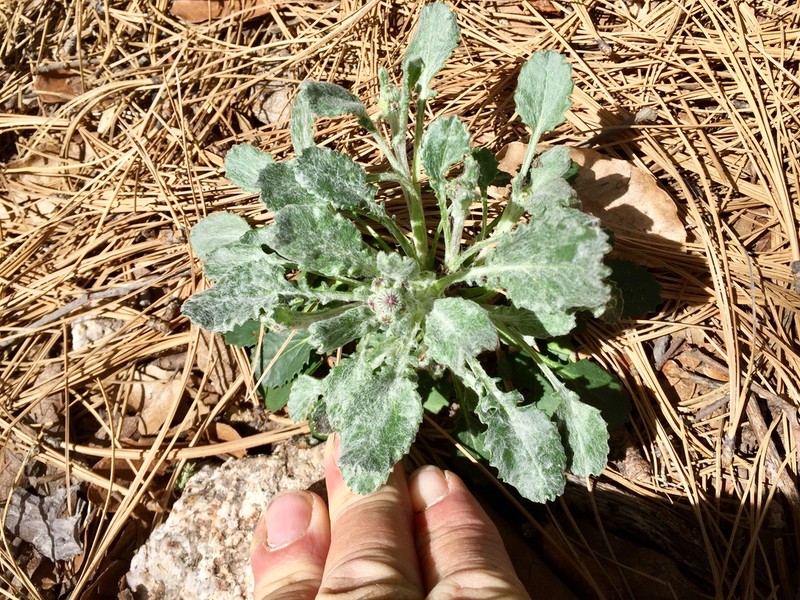 New Mexico Groundsel photo 5