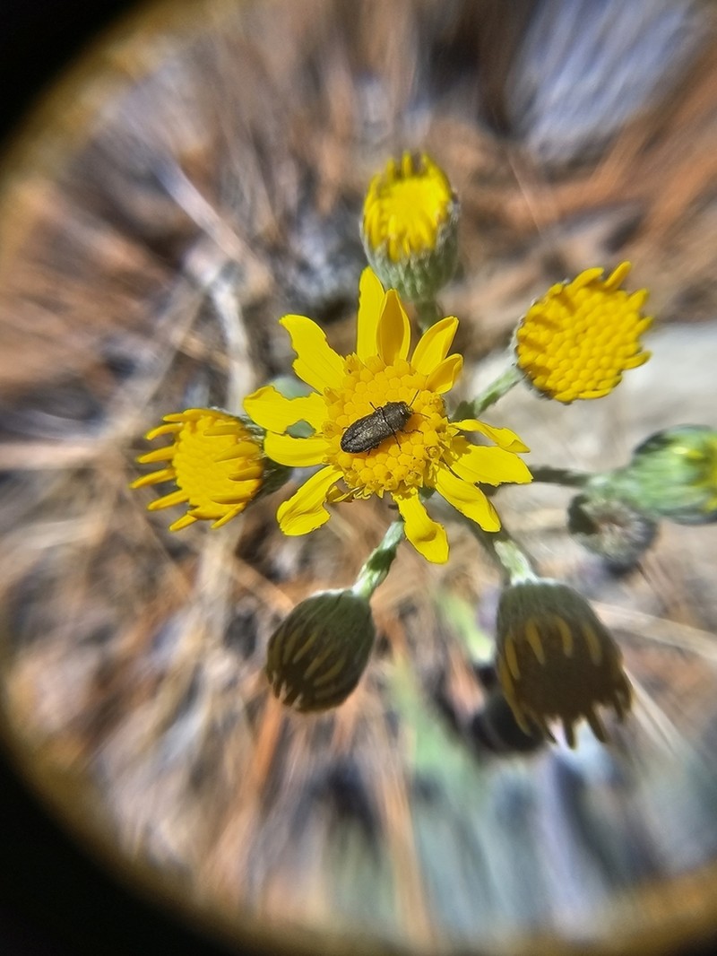 New Mexico Groundsel photo 6