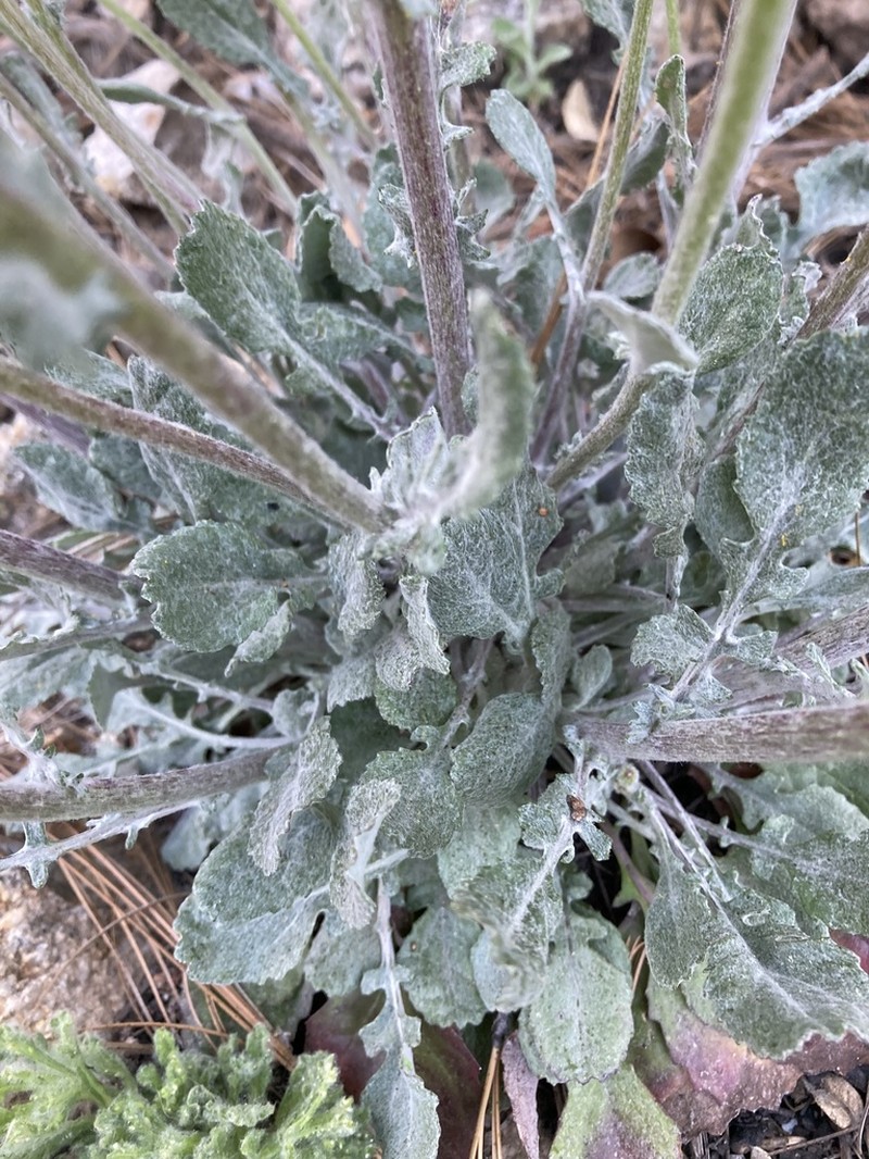 New Mexico Groundsel photo 7