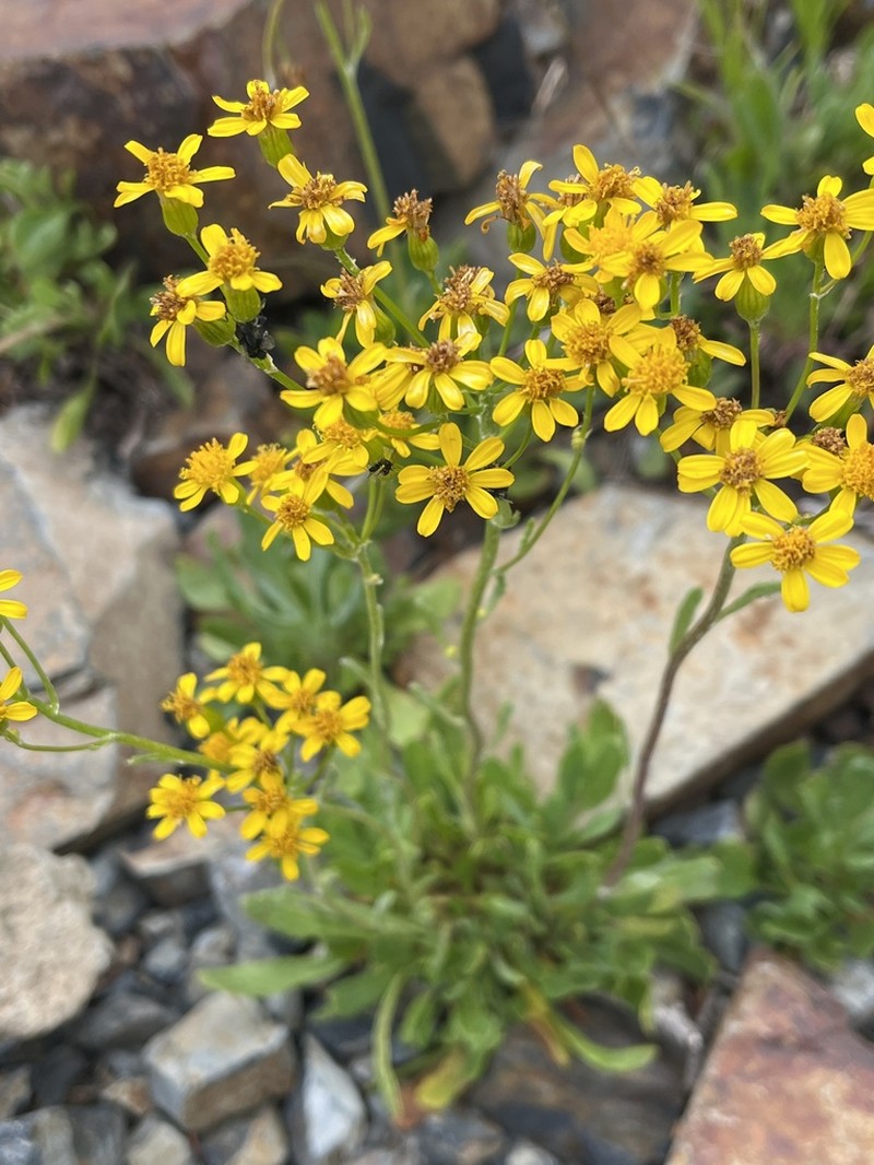 New Mexico Groundsel photo 8