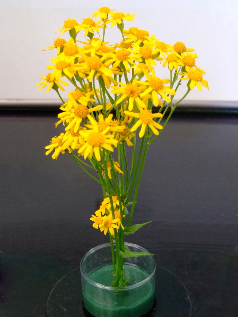 Roundleaf Ragwort photo 5
