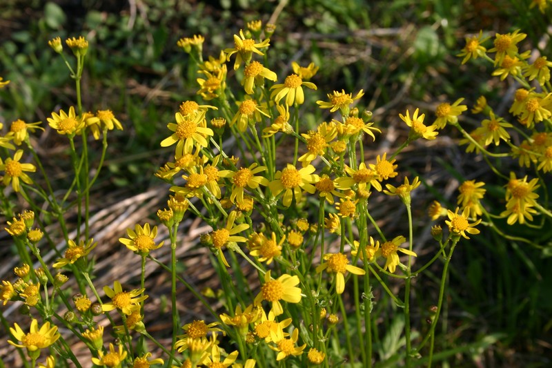 Roundleaf Ragwort