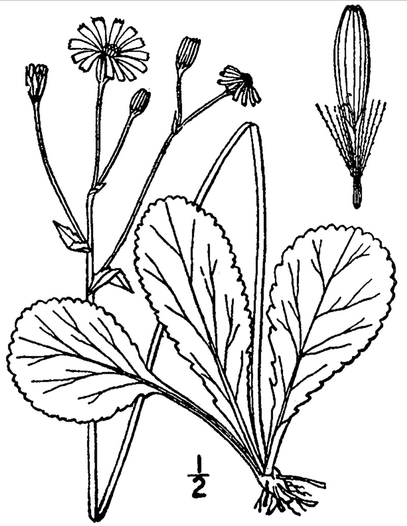 Roundleaf Ragwort photo 2