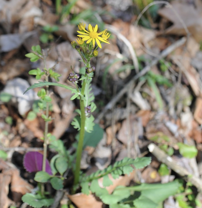 Roundleaf Ragwort photo 3