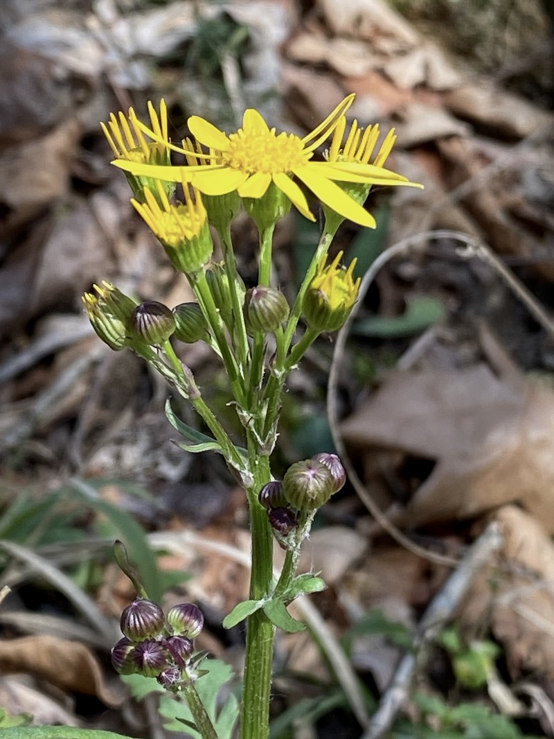 Roundleaf Ragwort photo 4