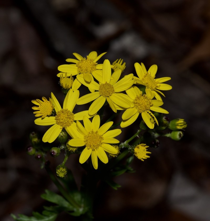 Roundleaf Ragwort photo 3