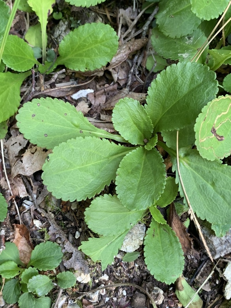 Roundleaf Ragwort photo 4