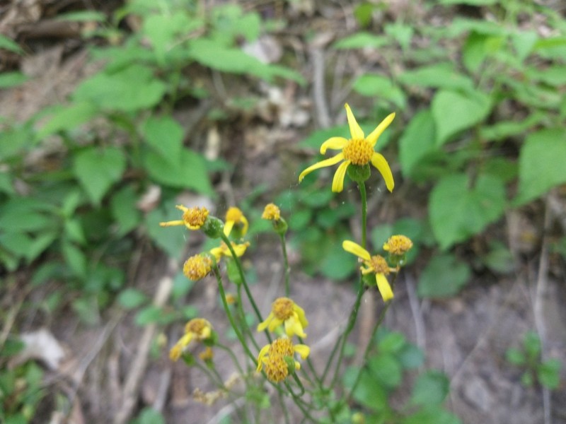 Roundleaf Ragwort photo 5