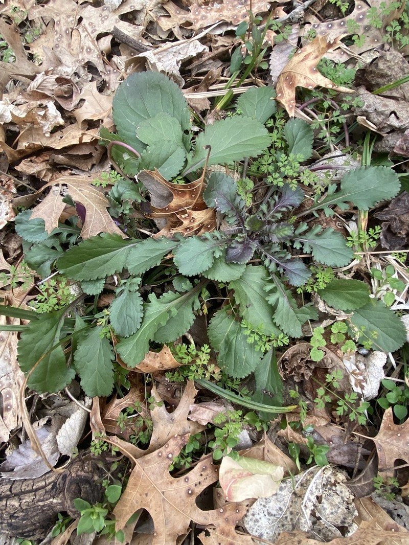 Roundleaf Ragwort photo 6