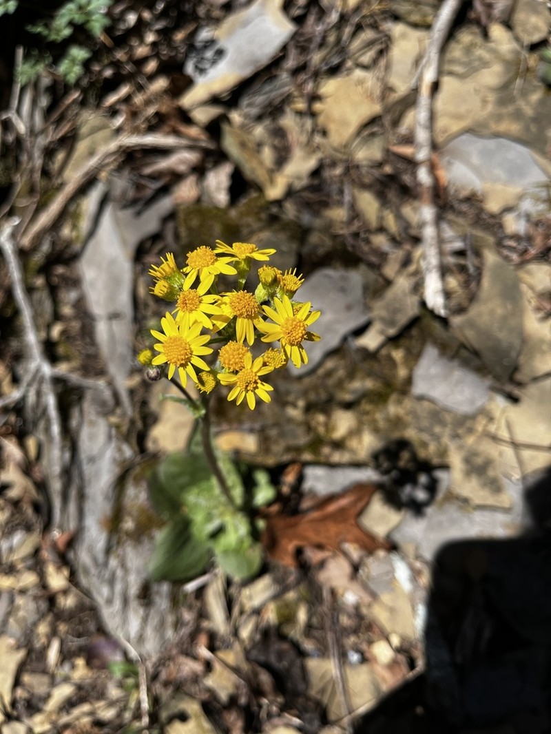 Roundleaf Ragwort photo 7