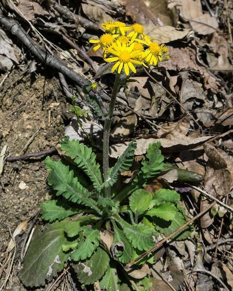 Roundleaf Ragwort photo 8