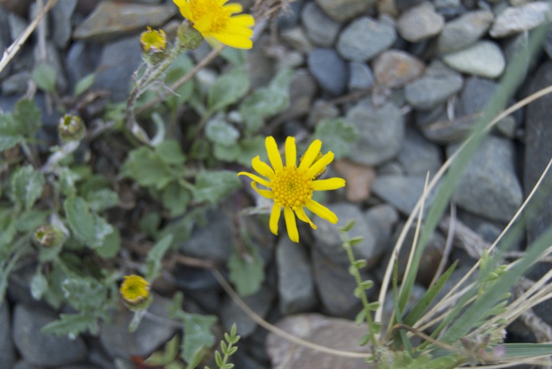 Ogotoruk Creek Ragwort