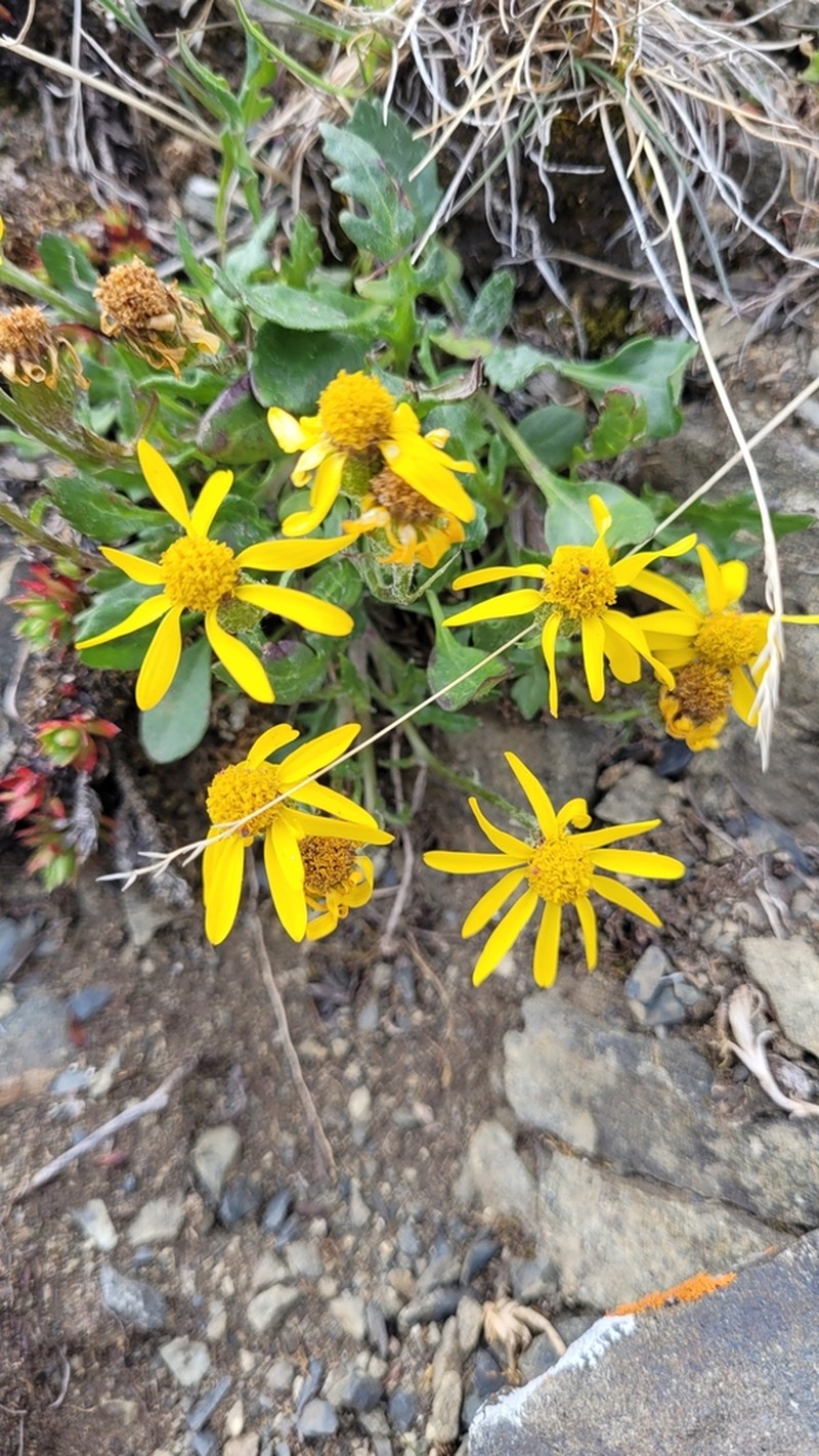 Ogotoruk Creek Ragwort photo 2