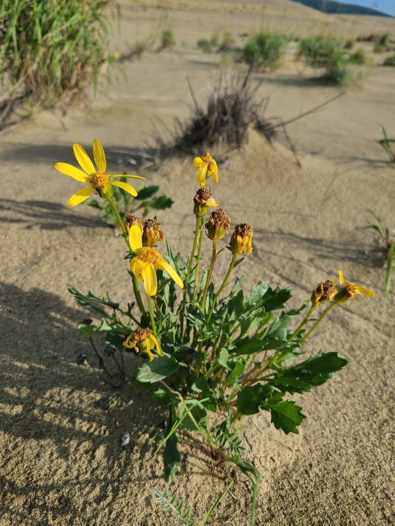 Ogotoruk Creek Ragwort photo 3