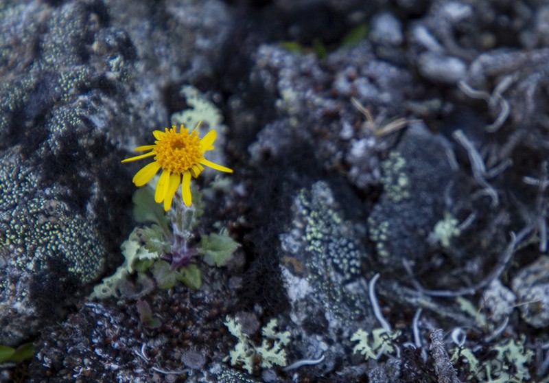 Ogotoruk Creek Ragwort photo 4