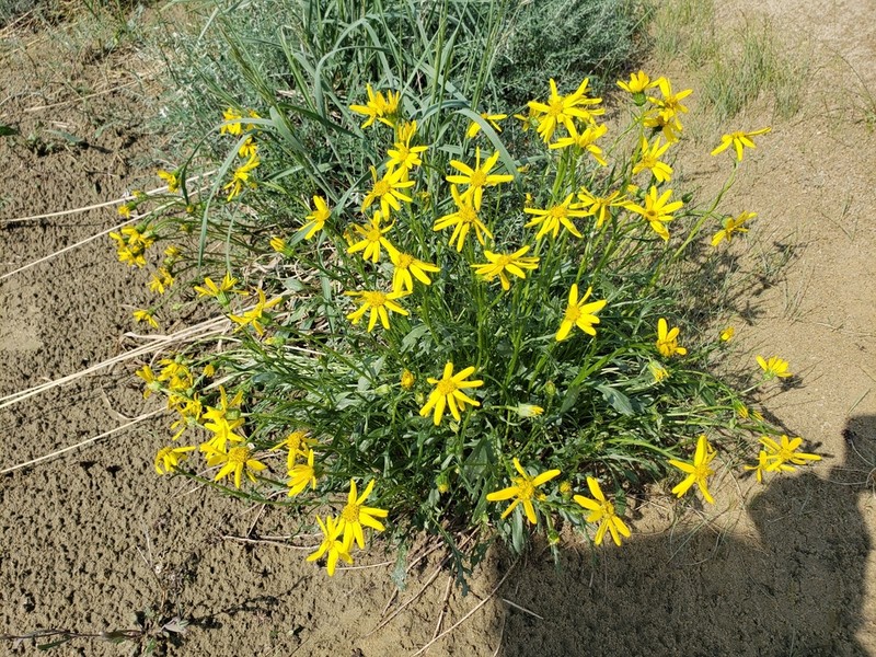 Ogotoruk Creek Ragwort photo 5