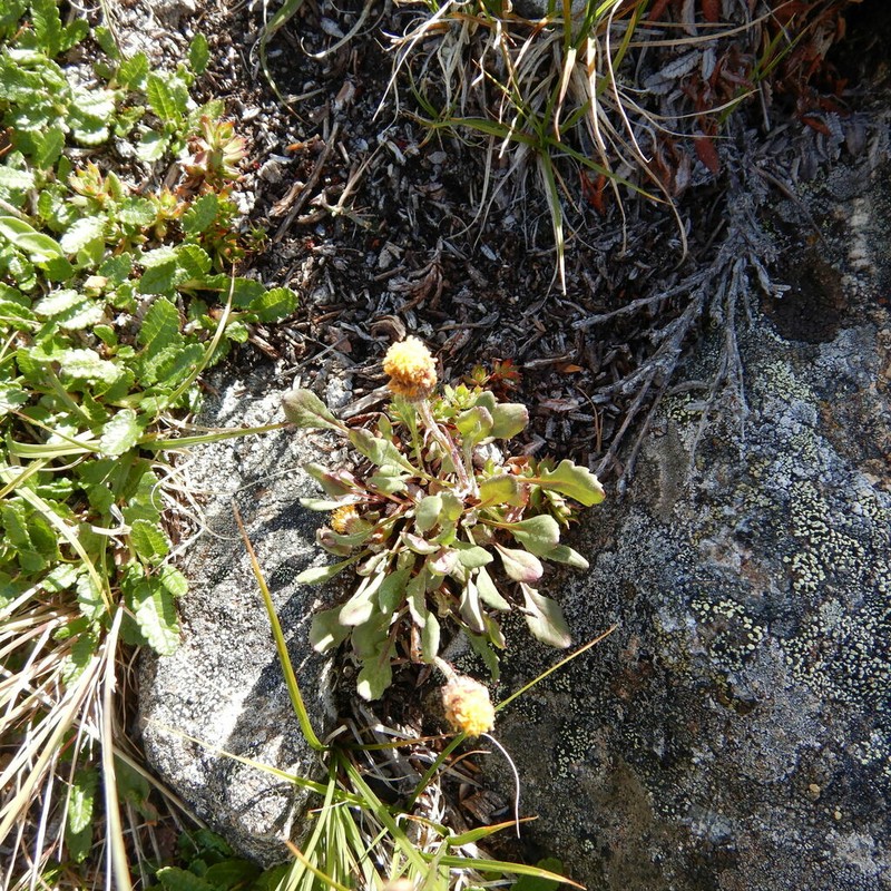 Ogotoruk Creek Ragwort photo 6