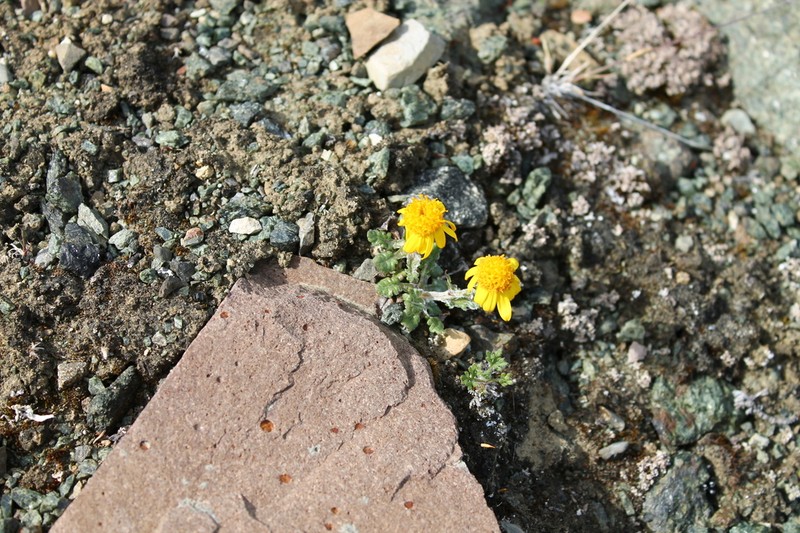 Ogotoruk Creek Ragwort photo 7