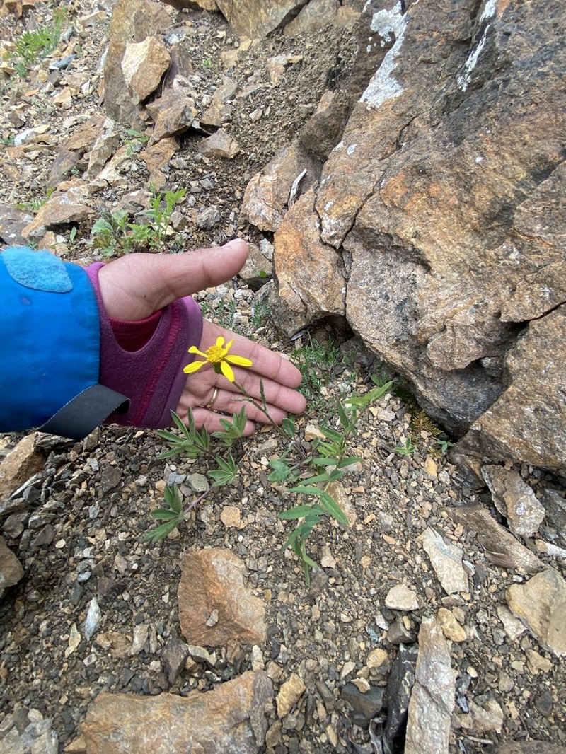 Ogotoruk Creek Ragwort photo 8