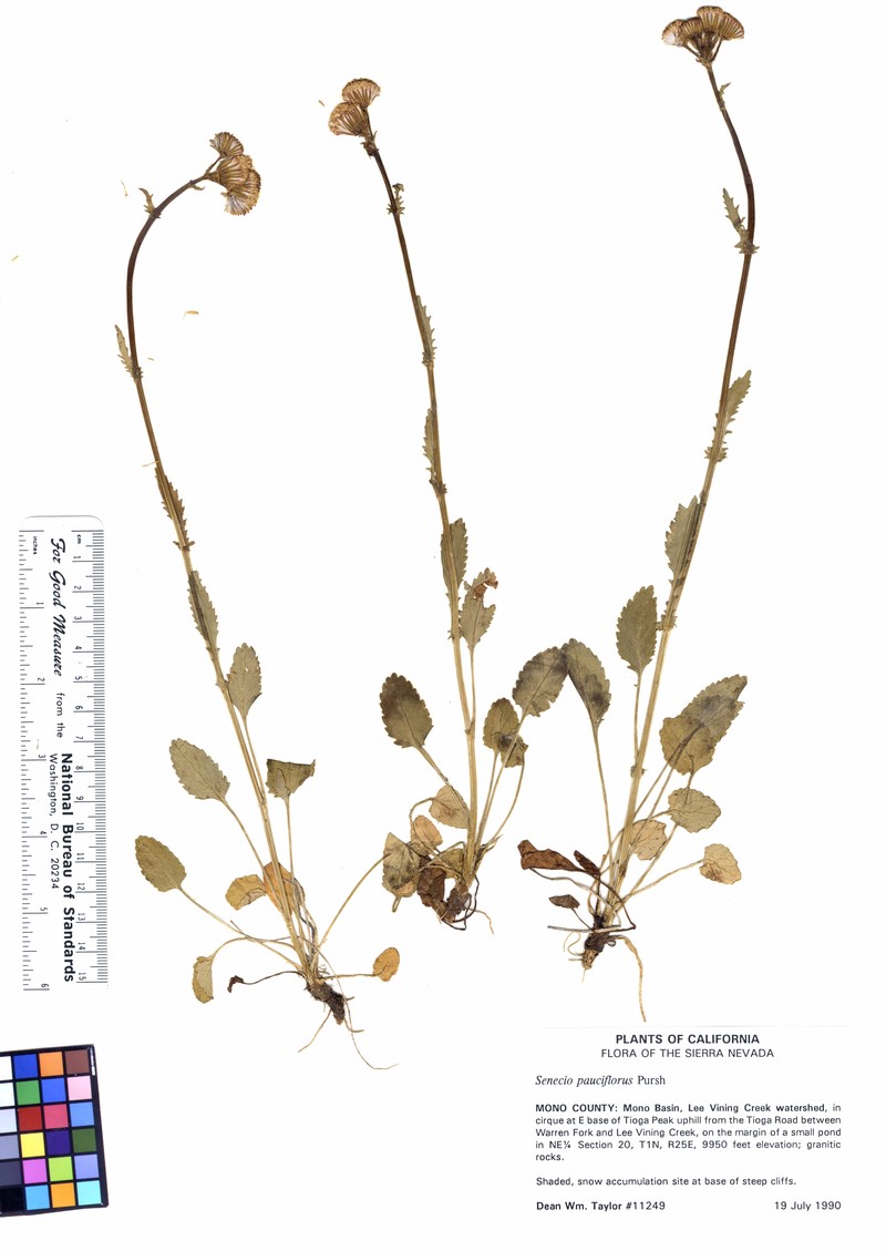 Alpine Groundsel photo 4