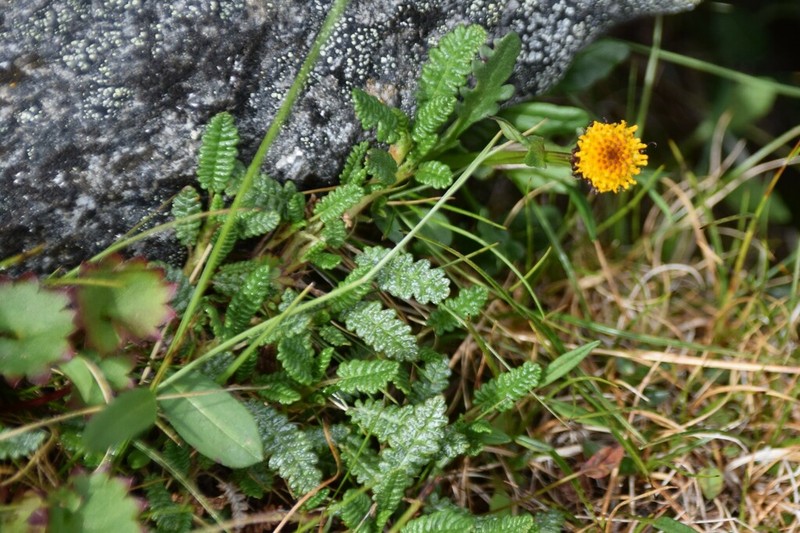 Alpine Groundsel