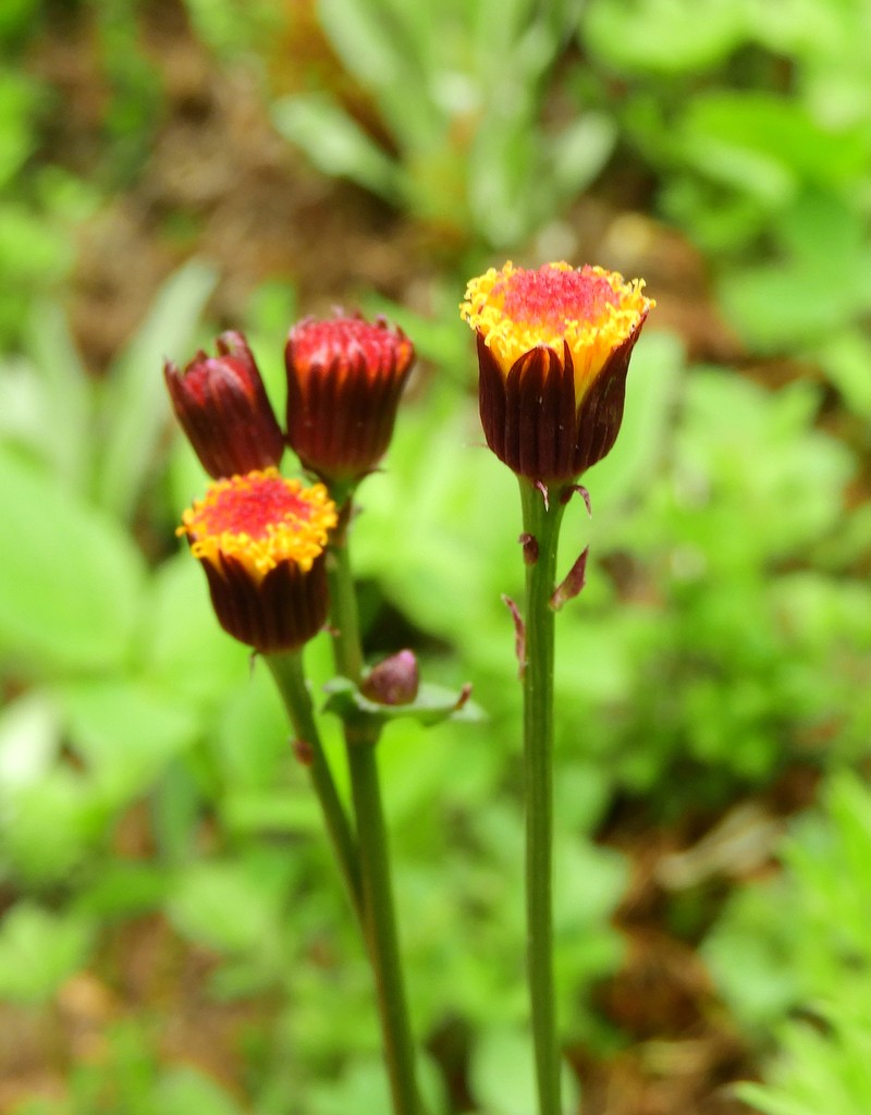Alpine Groundsel photo 2
