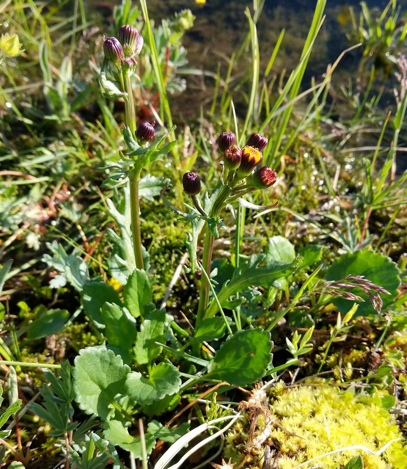 Alpine Groundsel photo 4