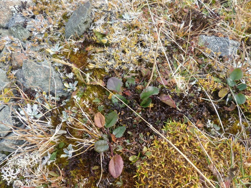 Alpine Groundsel photo 5