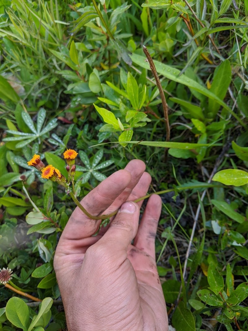 Alpine Groundsel photo 6