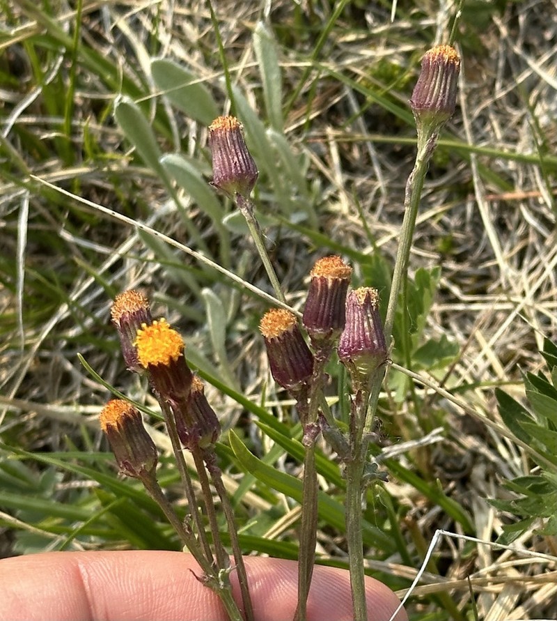 Alpine Groundsel photo 7
