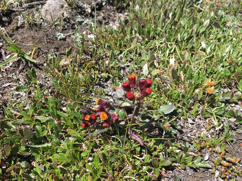 Alpine Groundsel photo 8