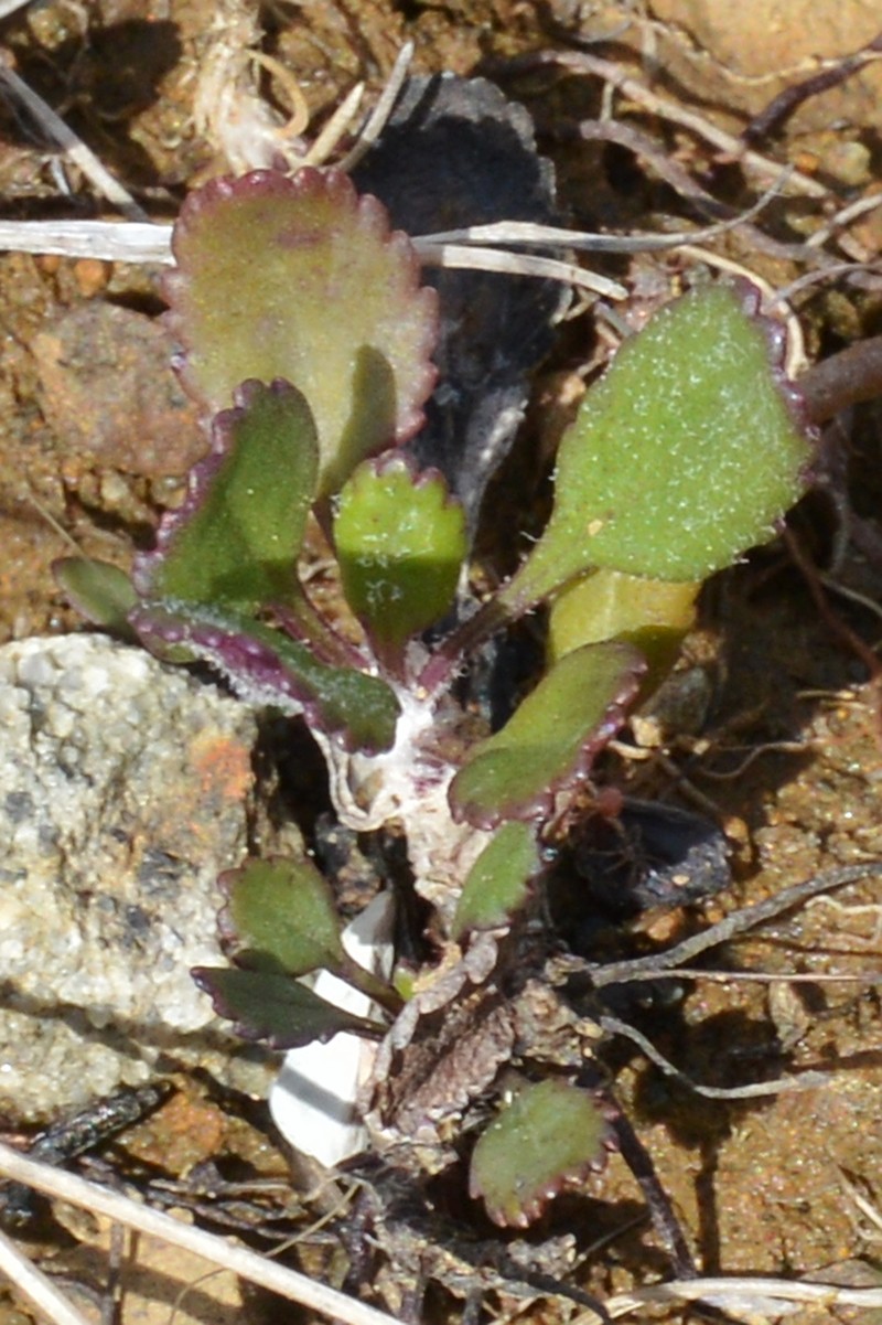 Balsam Groundsel photo 4