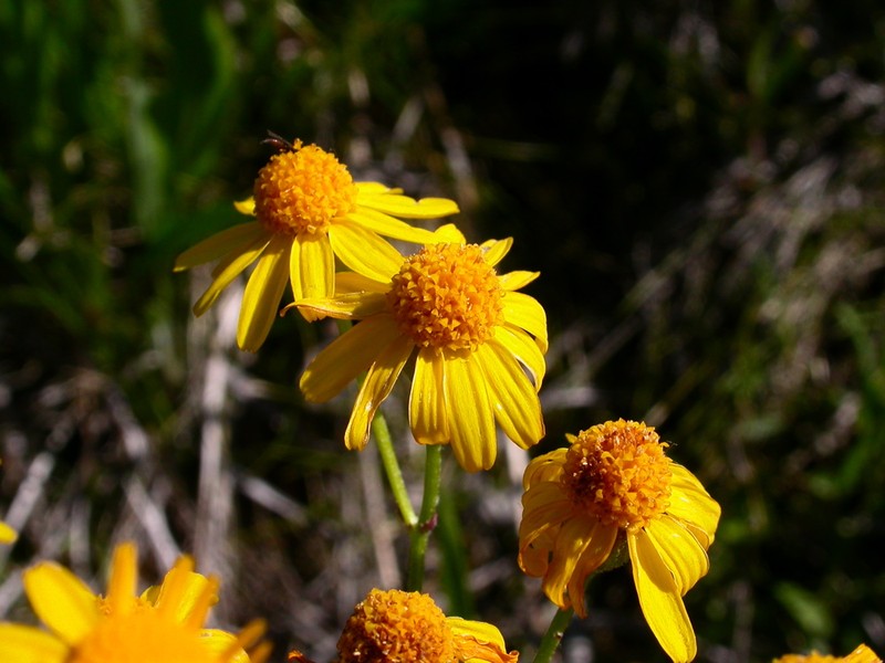 Balsam Groundsel