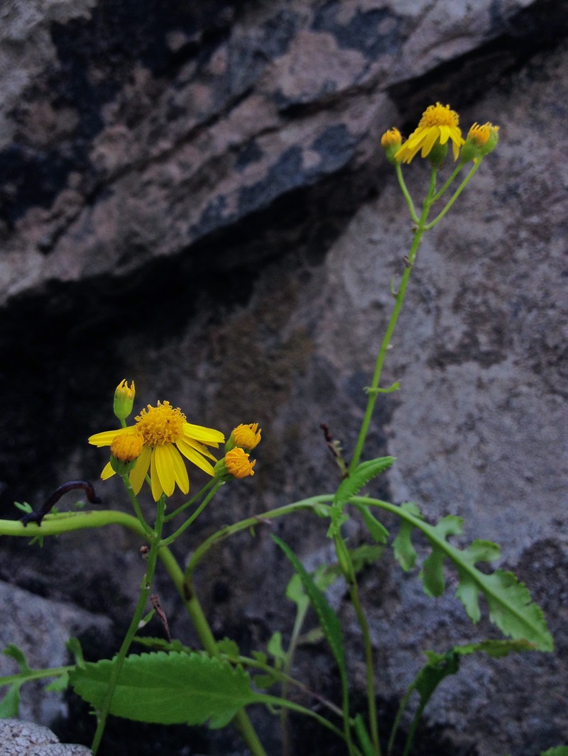 Balsam Groundsel photo 5