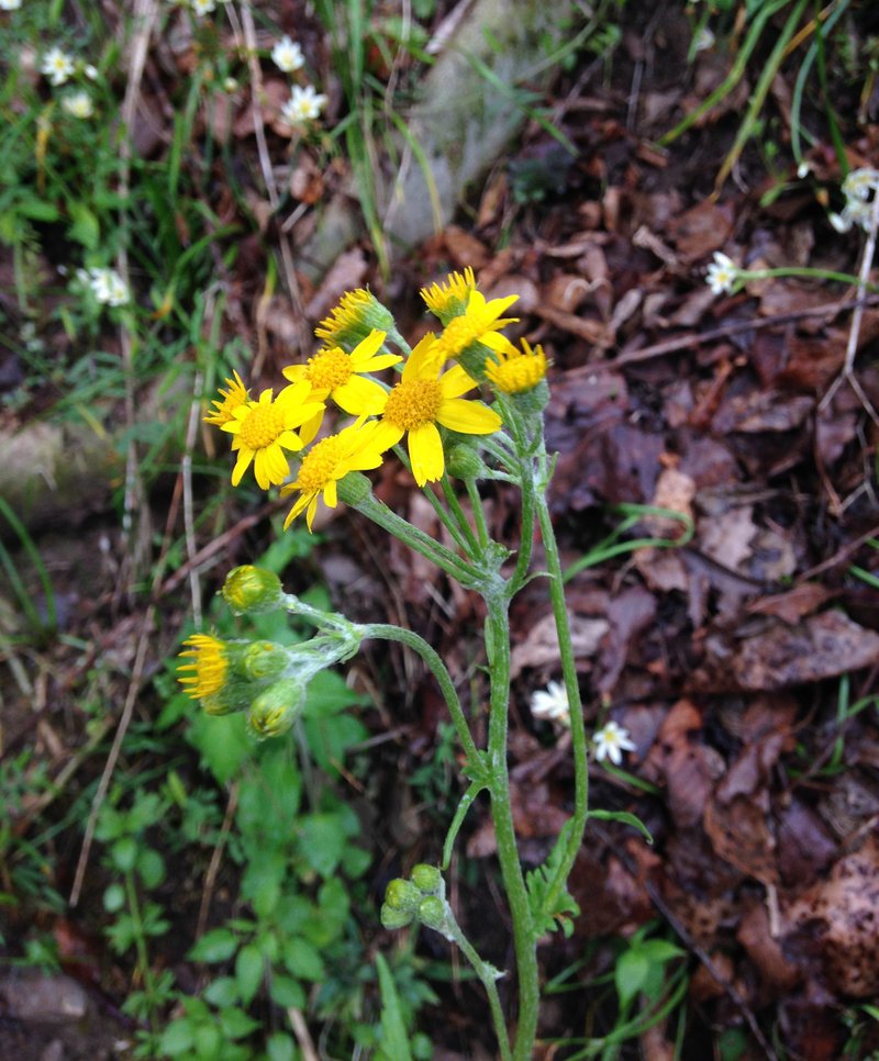 Balsam Groundsel photo 7