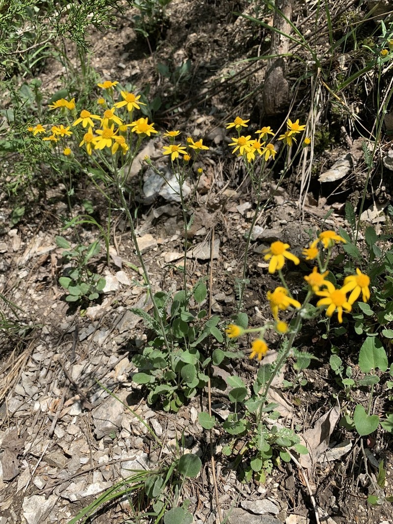 Balsam Groundsel photo 4