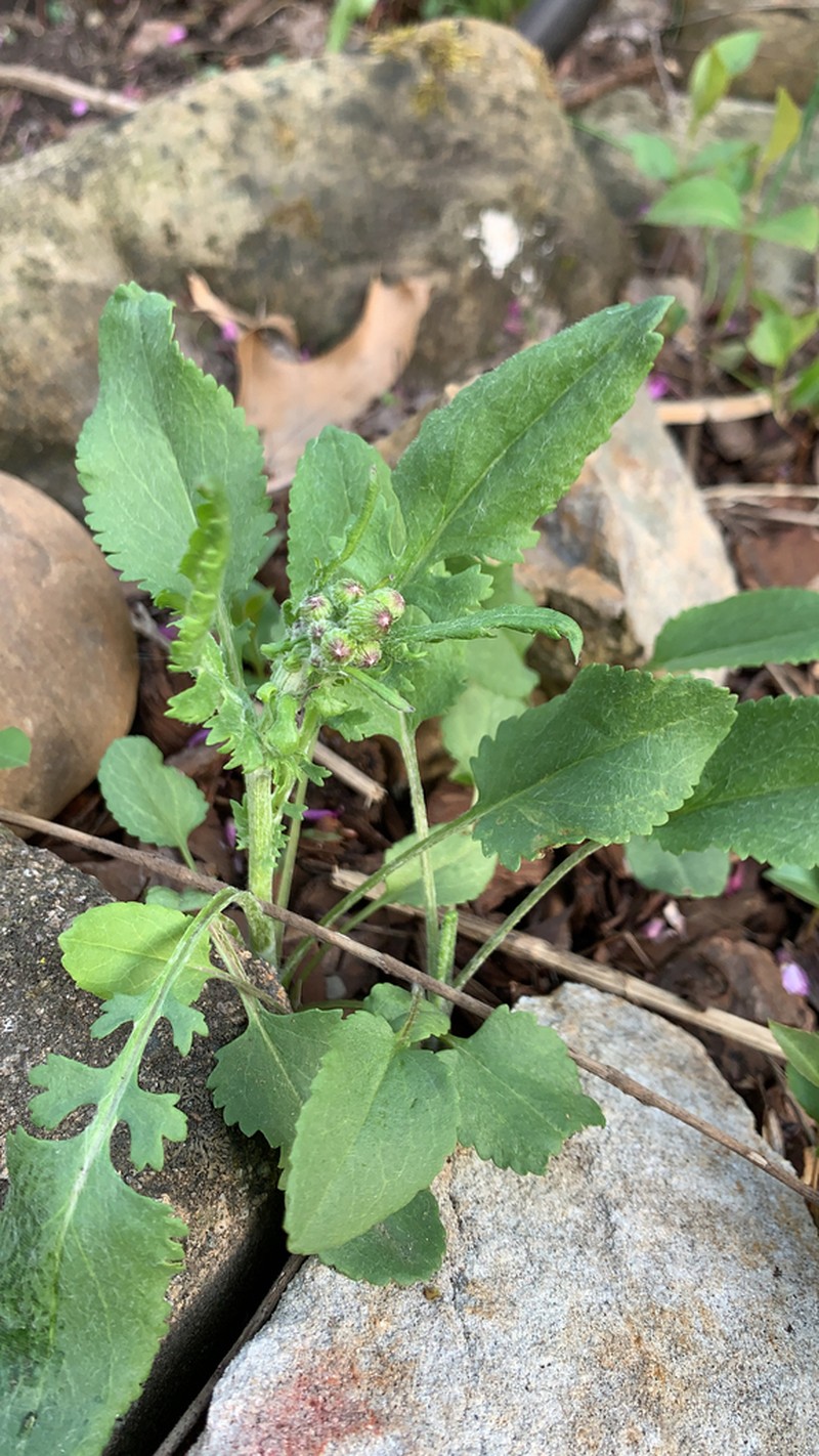 Balsam Groundsel photo 6