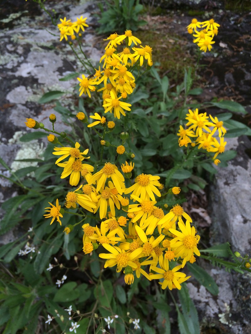 Balsam Groundsel photo 8