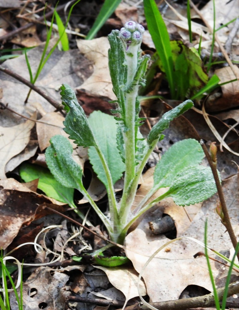 Packera paupercula var. pseudotomentosa