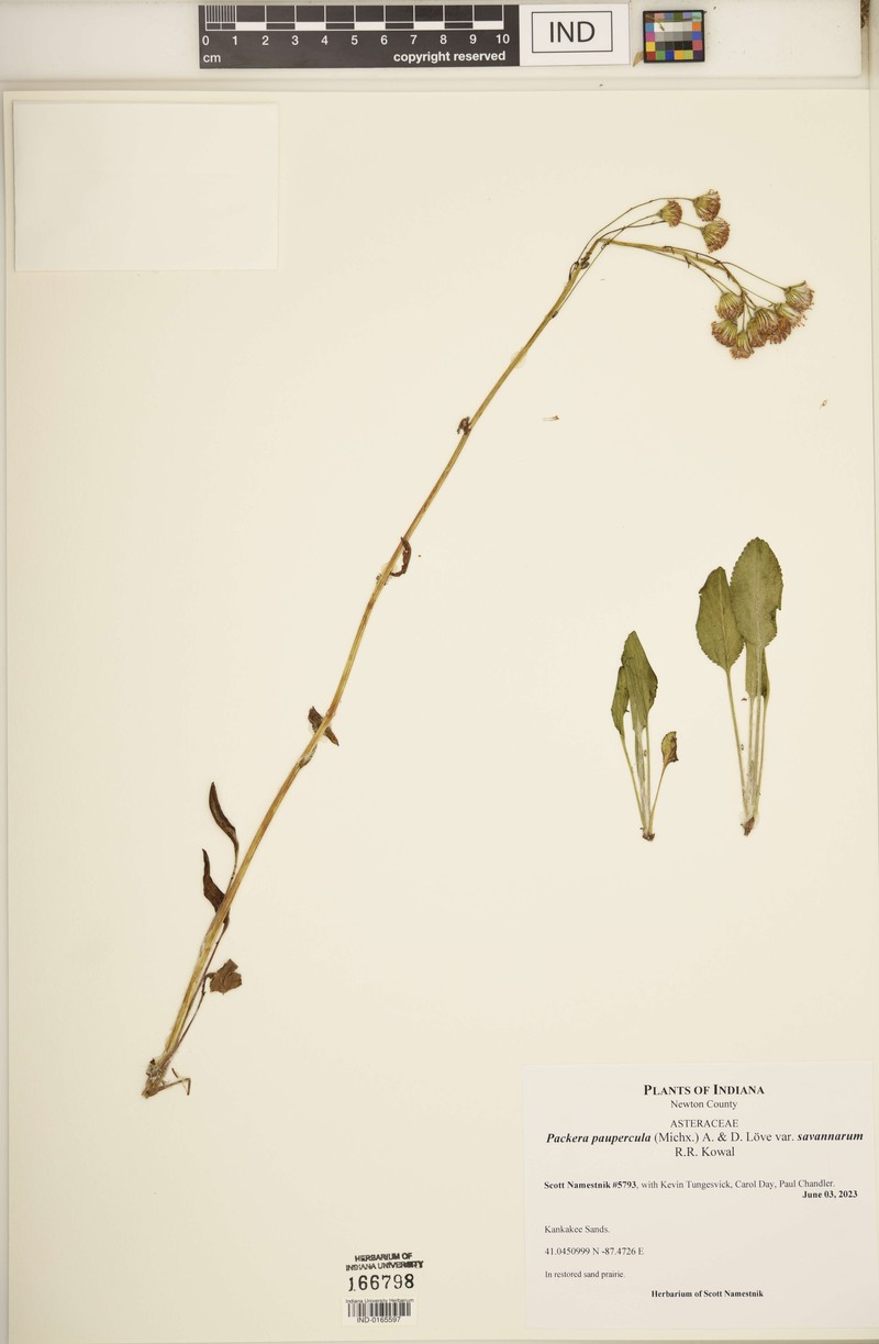 Packera paupercula var. savannarum photo 3