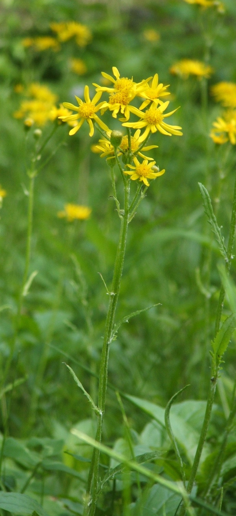 Prairie Groundsel photo 4