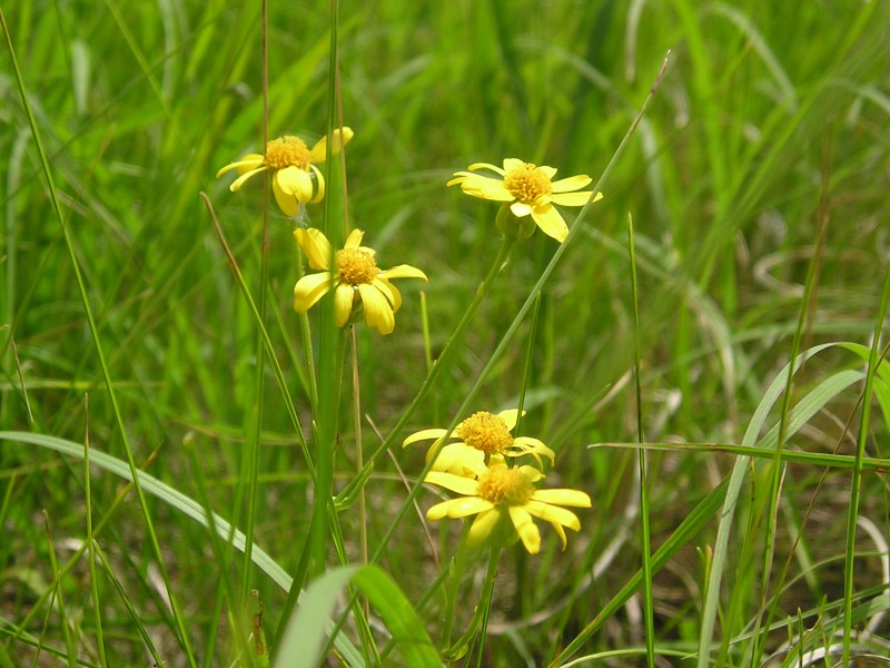 Prairie Groundsel photo 5