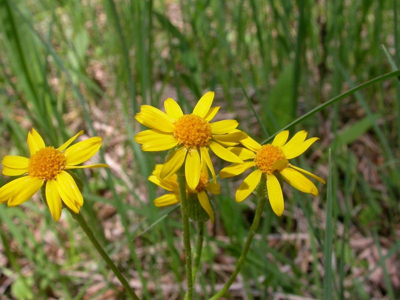 Prairie Groundsel