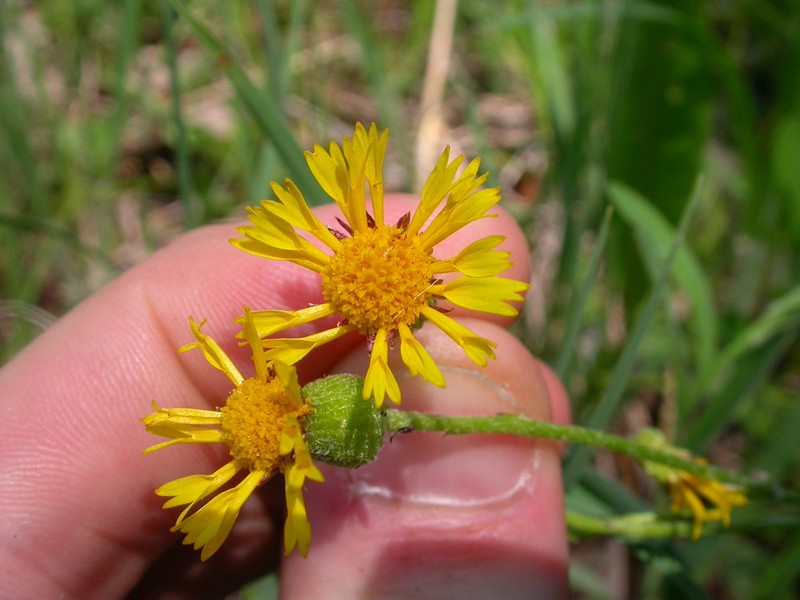 Prairie Groundsel photo 2