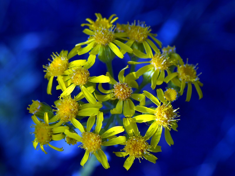 Prairie Groundsel photo 3