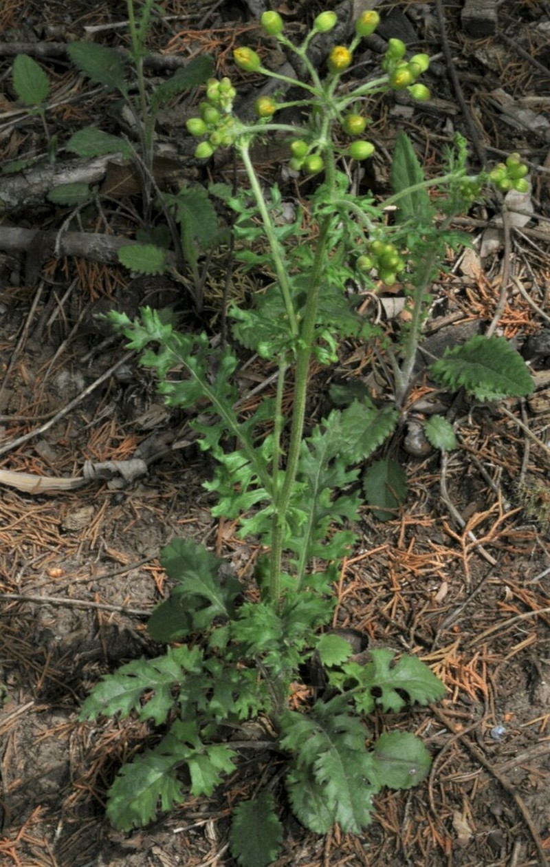 Prairie Groundsel photo 3