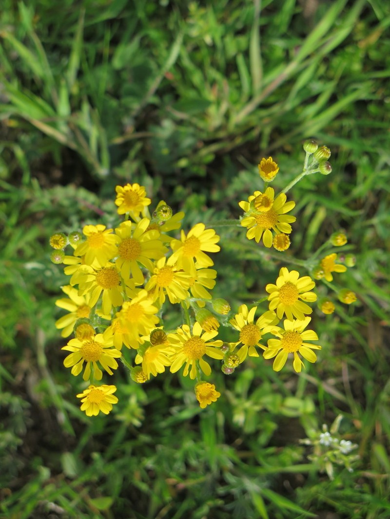 Prairie Groundsel photo 4